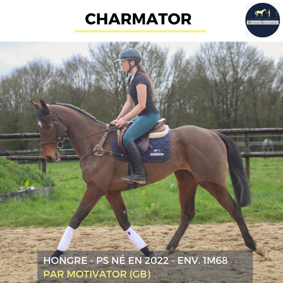 Gelding Thoroughbred For sale 2022 Bay