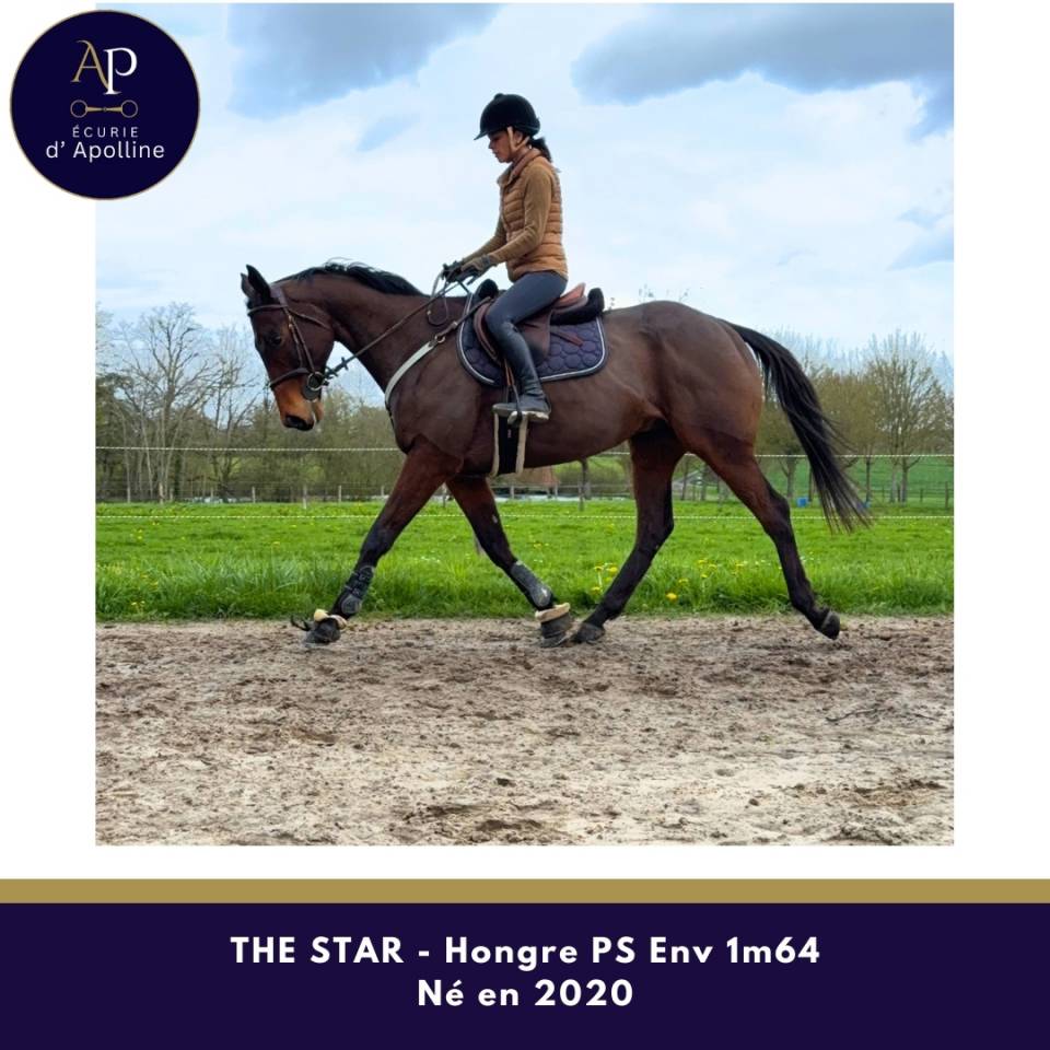 Gelding Thoroughbred For sale 2020 Bay