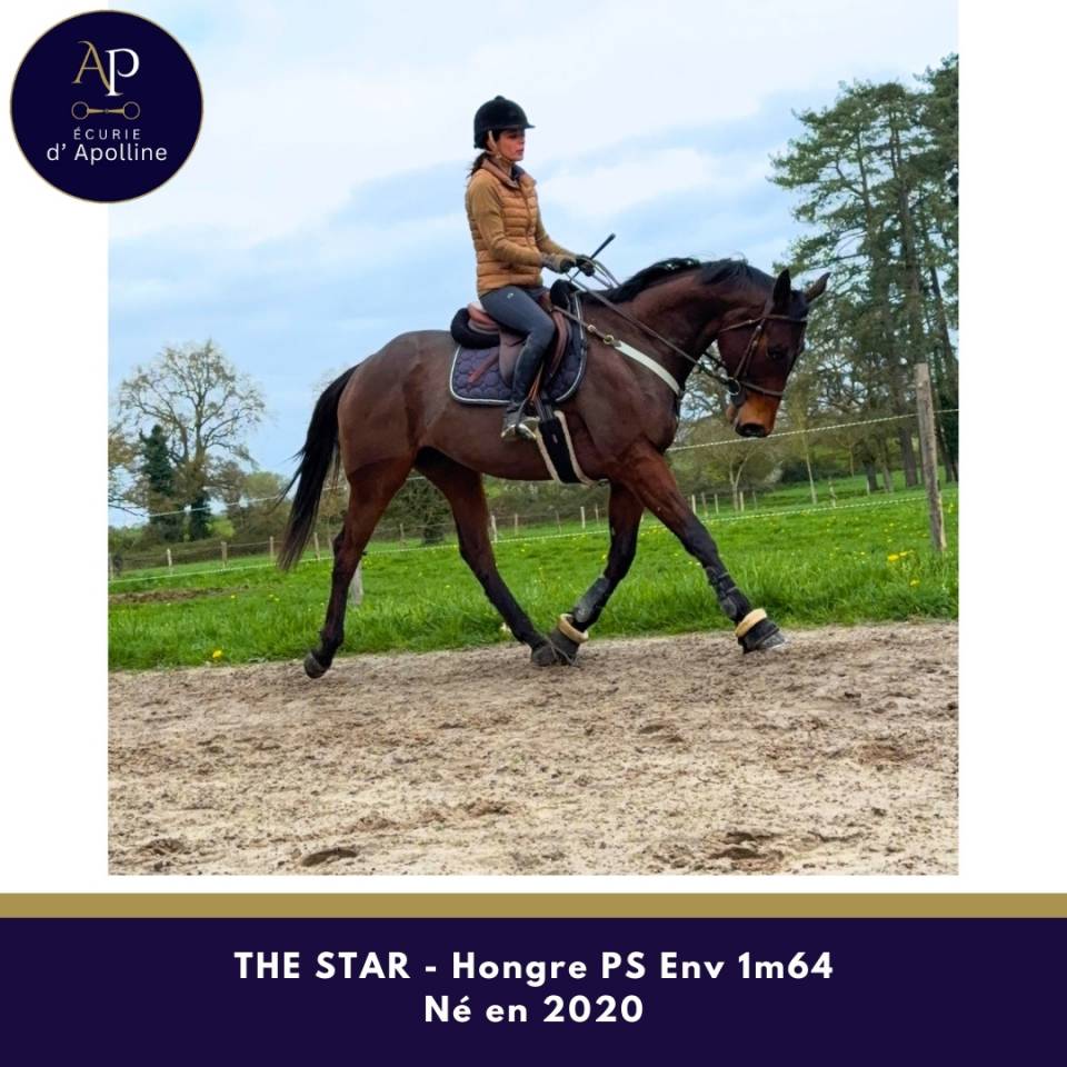 Gelding Thoroughbred For sale 2020 Bay