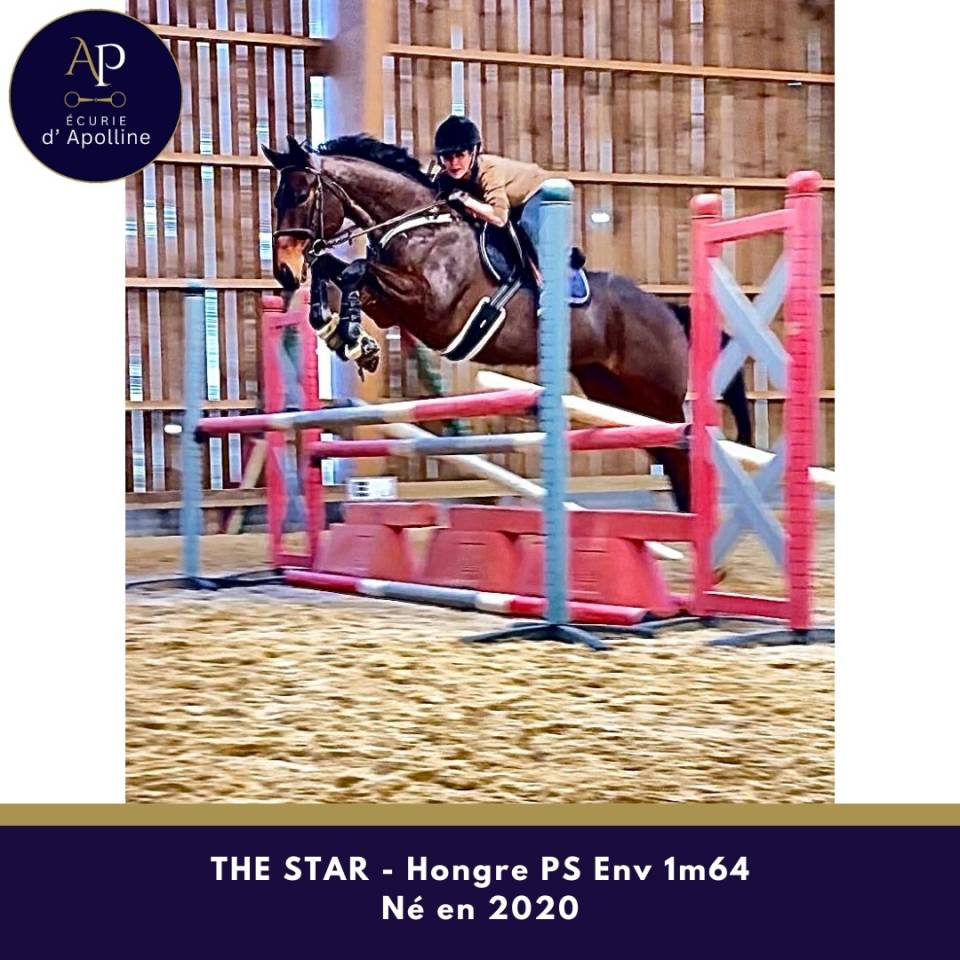 Gelding Thoroughbred For sale 2020 Bay