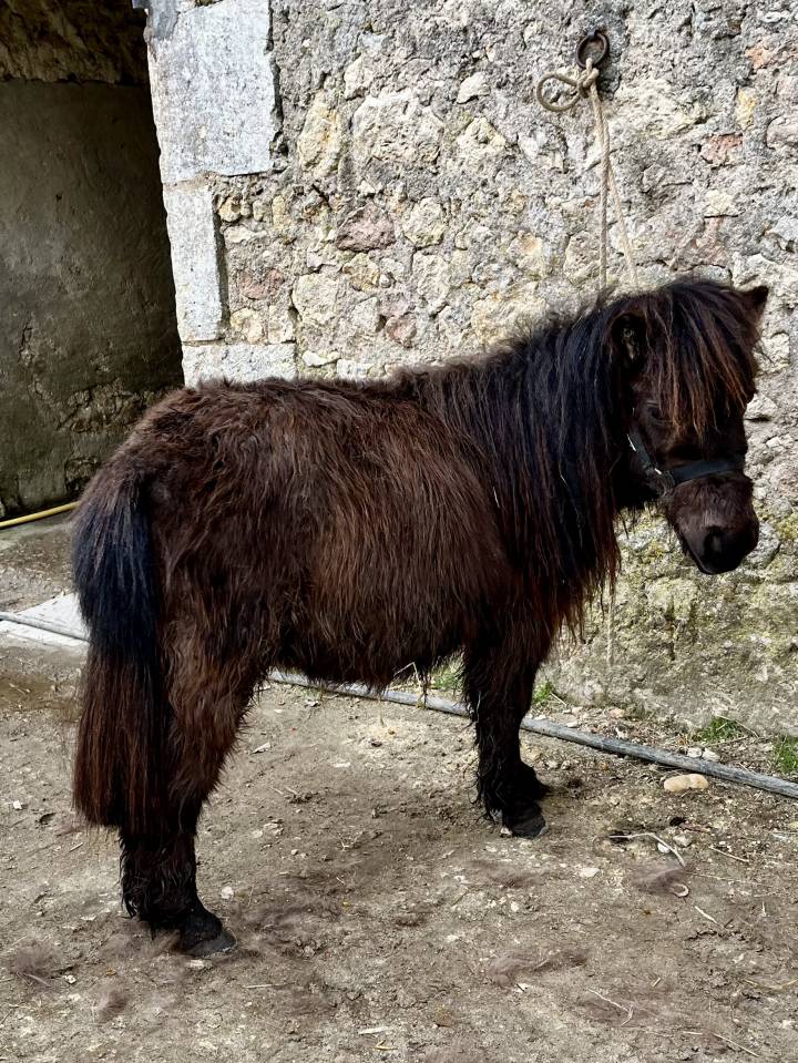 Gelding Shetland Pony For sale 2024 Bay