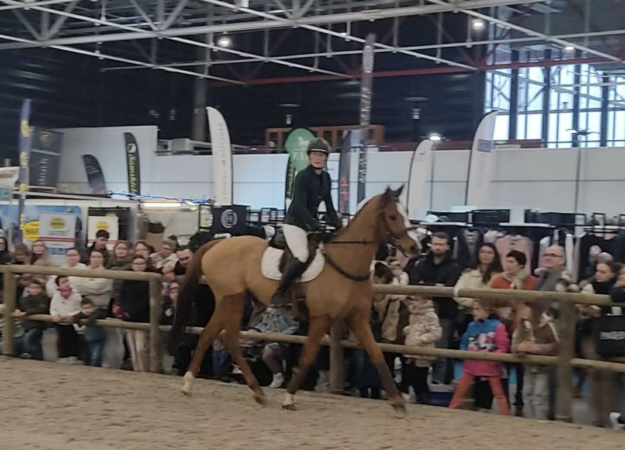 Gelding Thoroughbred For sale 2019 Chesnut