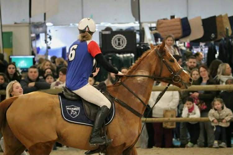 Gelding Thoroughbred For sale 2019 Chesnut