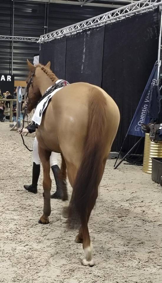 Gelding Thoroughbred For sale 2019 Chesnut