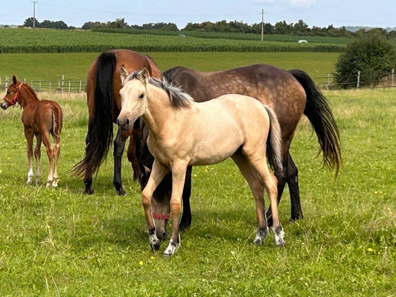 Mare French Saddle Pony For sale 2025 Buckskin