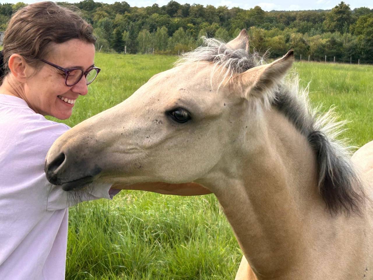 Mare French Saddle Pony For sale 2025 Buckskin
