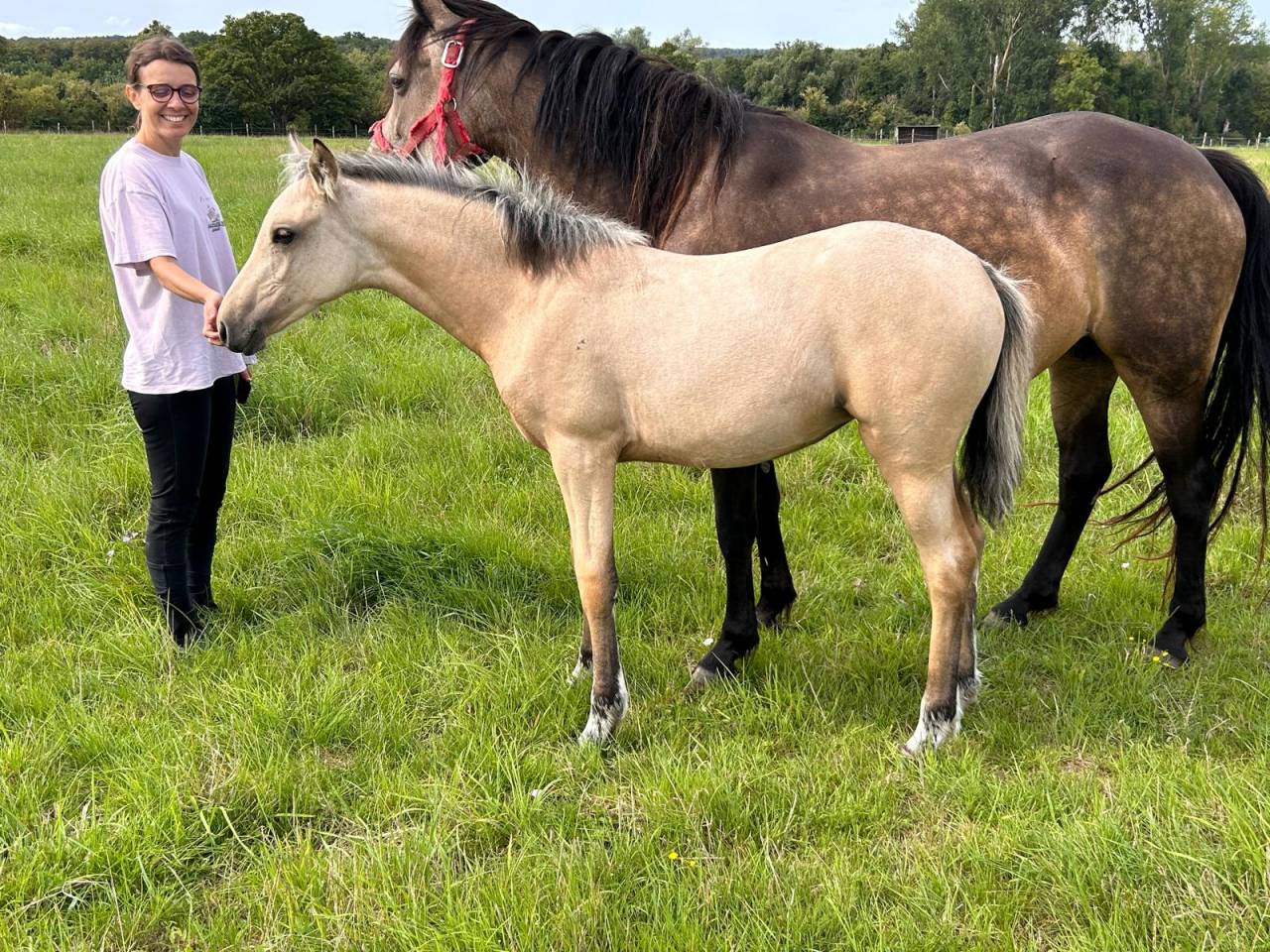 Mare French Saddle Pony For sale 2025 Buckskin