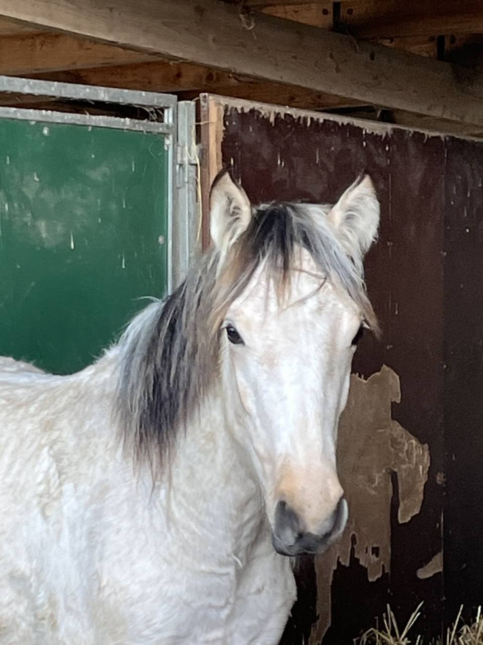 Mare French Saddle Pony For sale 2025 Buckskin