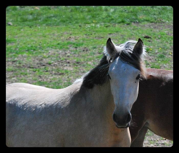 Mare French Saddle Pony For sale 2025 Buckskin