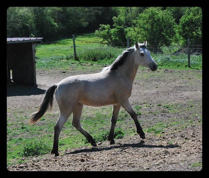 Mare French Saddle Pony For sale 2025 Buckskin