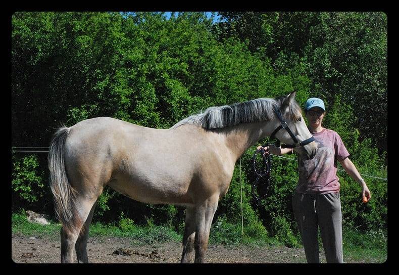 Mare French Saddle Pony For sale 2025 Buckskin