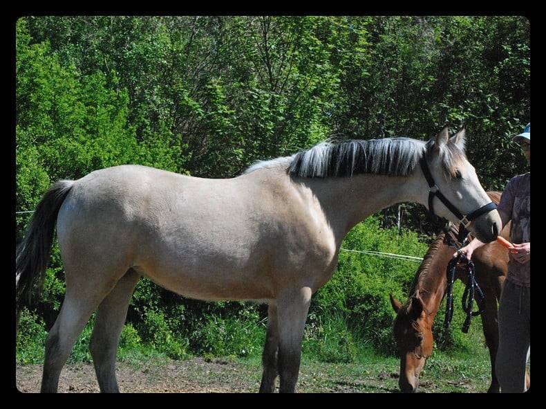 Mare French Saddle Pony For sale 2025 Buckskin