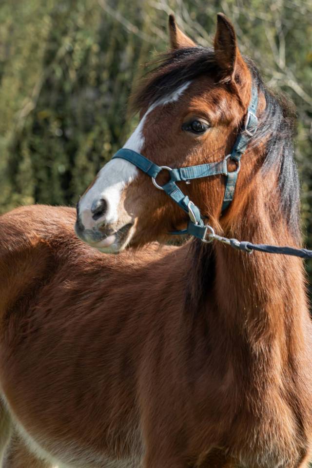 Colt Welsh Part Bred For sale 2025 Bay