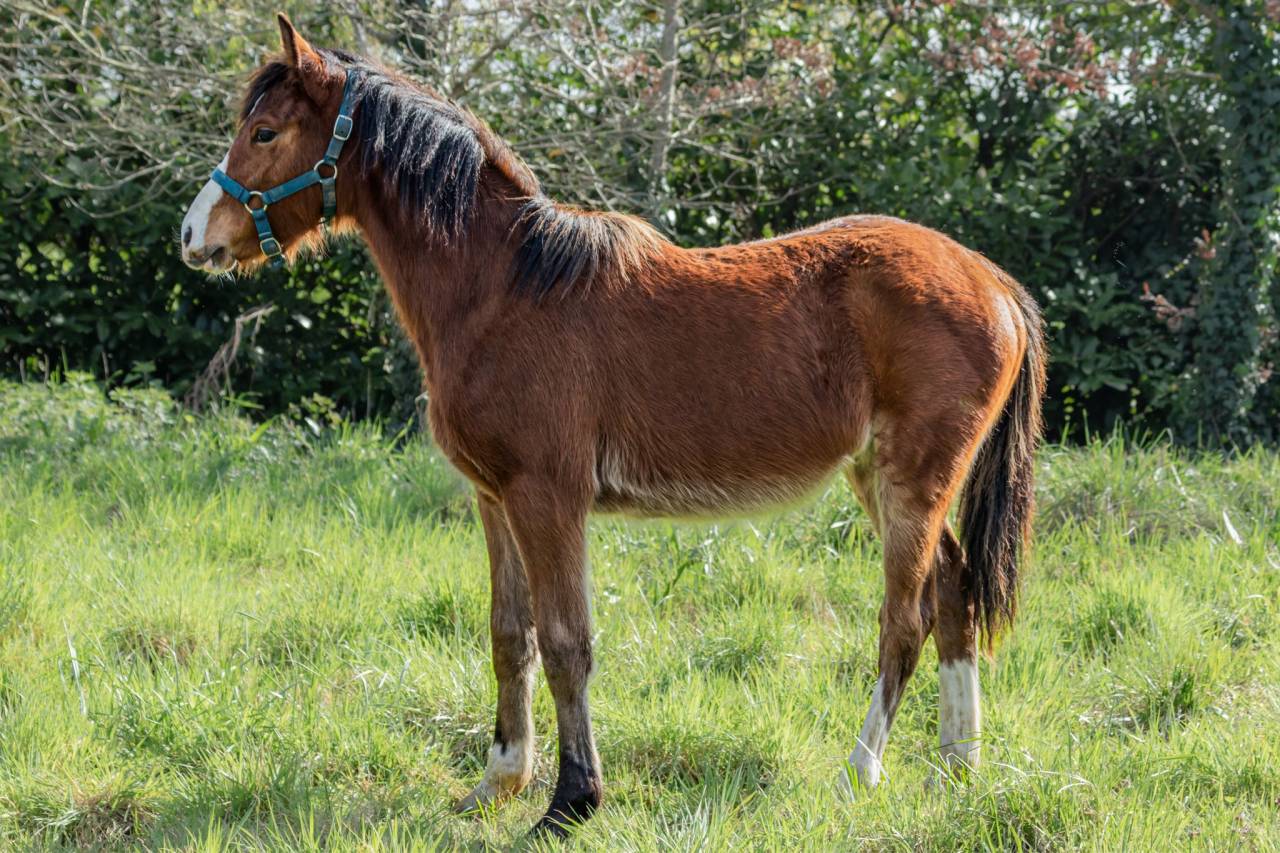 Colt Welsh Part Bred For sale 2025 Bay