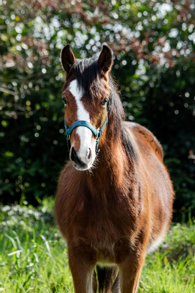 Colt Welsh Part Bred For sale 2025 Bay
