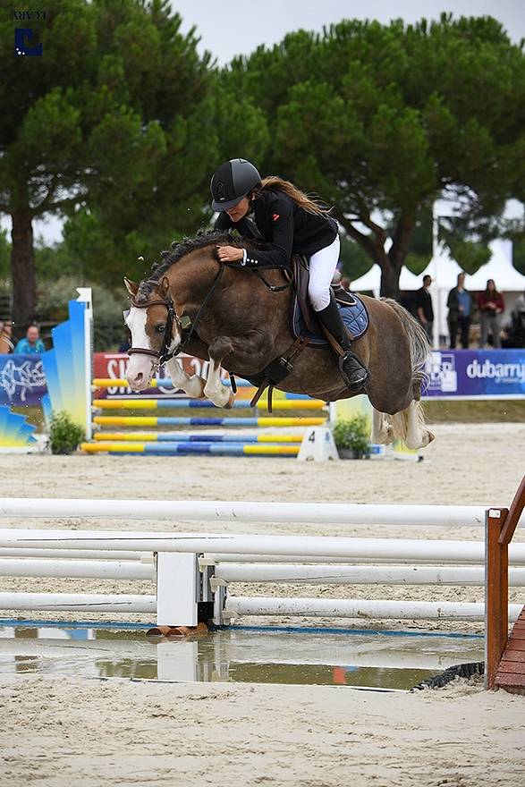 Colt Welsh Part Bred For sale 2025 Bay