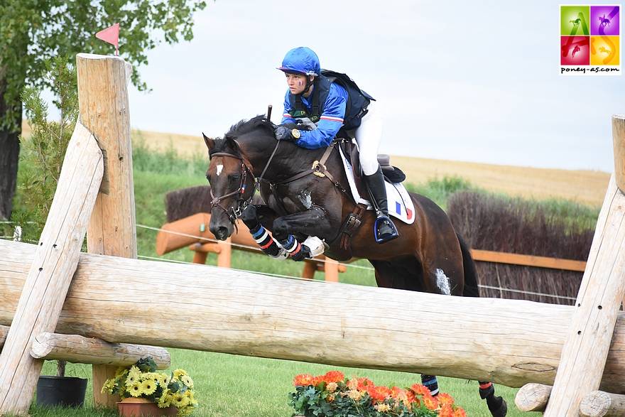 Filly French Saddle Pony For sale 2025 Chesnut