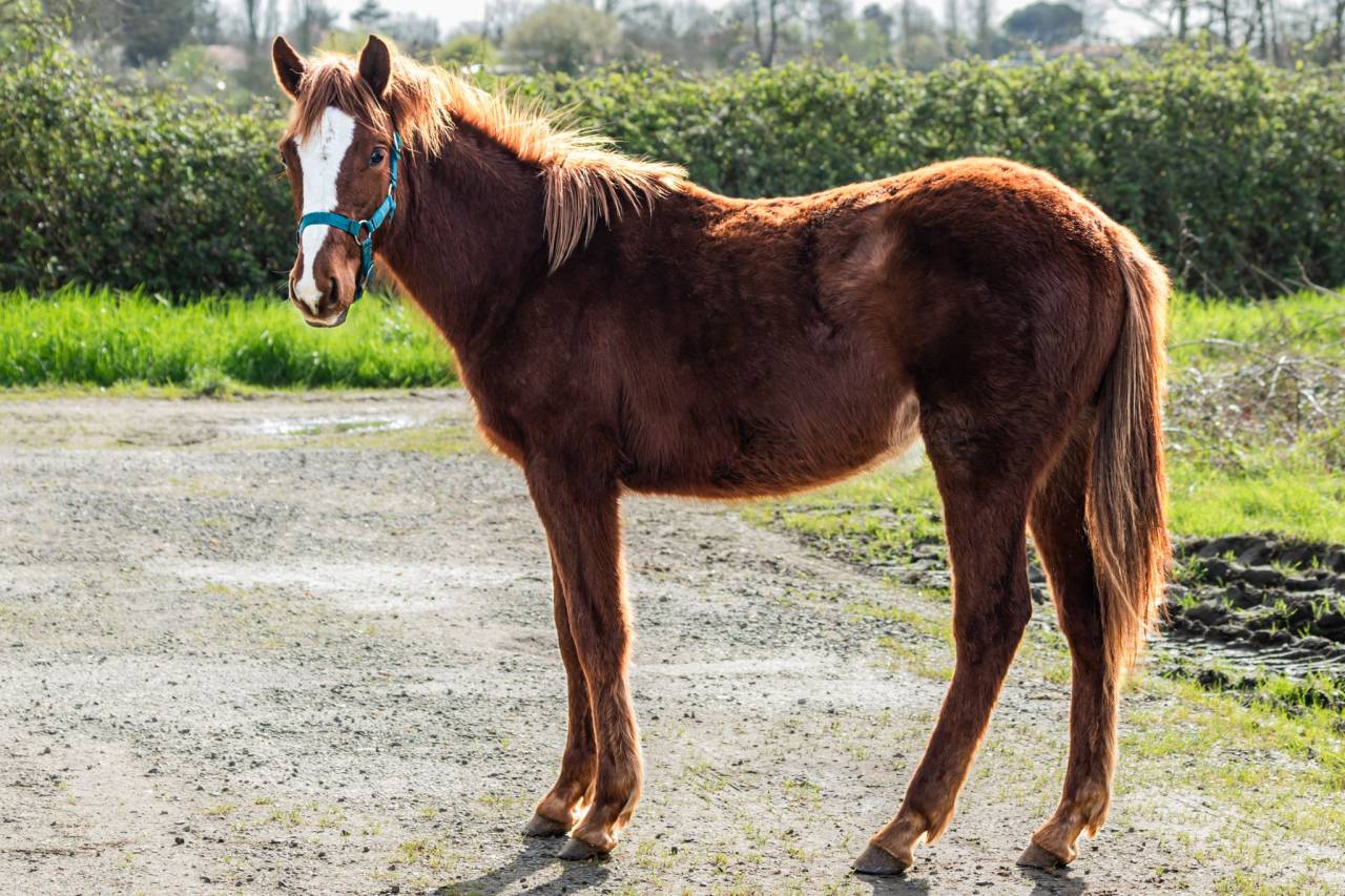 Filly French Saddle Pony For sale 2025 Chesnut