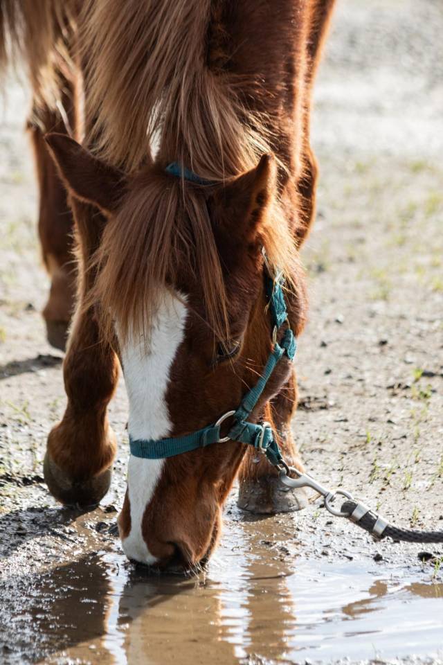 Filly French Saddle Pony For sale 2025 Chesnut