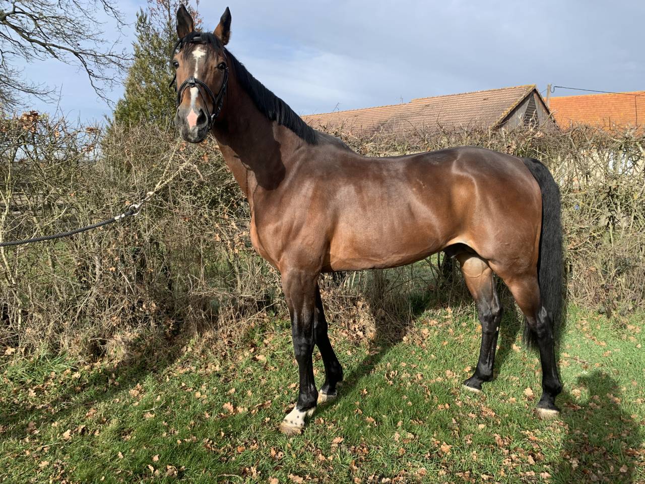 TEAM DU TEMPLE - Selle Fran&ccedil;ais 2007 by FOR PLEASURE