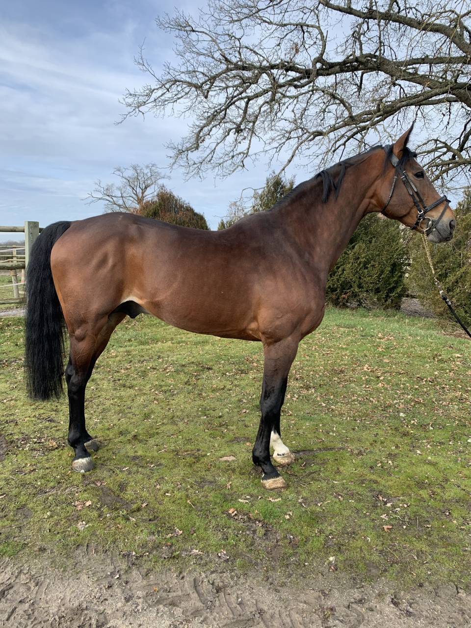 TEAM DU TEMPLE - Selle Fran&ccedil;ais 2007 by FOR PLEASURE