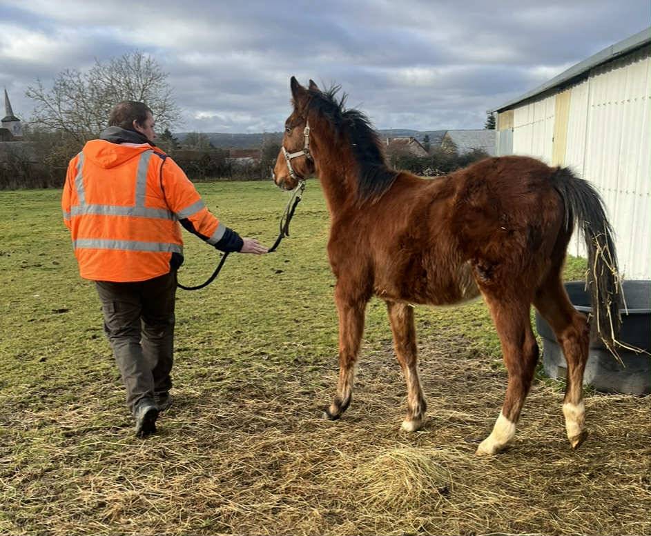 Colt Selle Fran&ccedil;ais For sale 2025 Bay