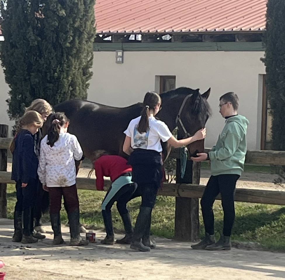 Gelding New Forest For sale 2019 Dark Bay