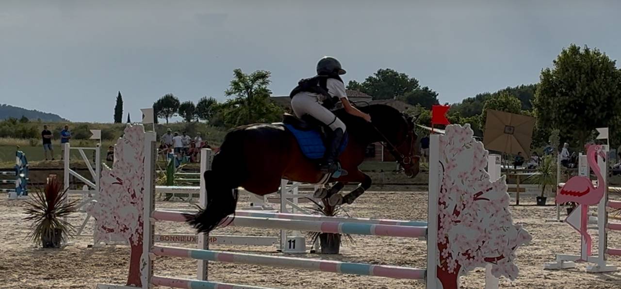 Gelding New Forest For sale 2019 Dark Bay