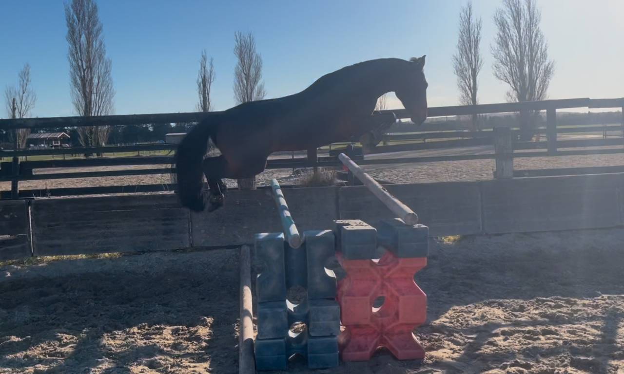 Gelding New Forest For sale 2019 Dark Bay