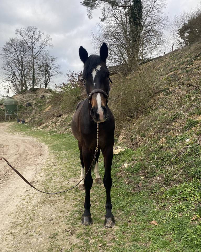 Gelding Zangersheide For sale 2015 Dark Bay