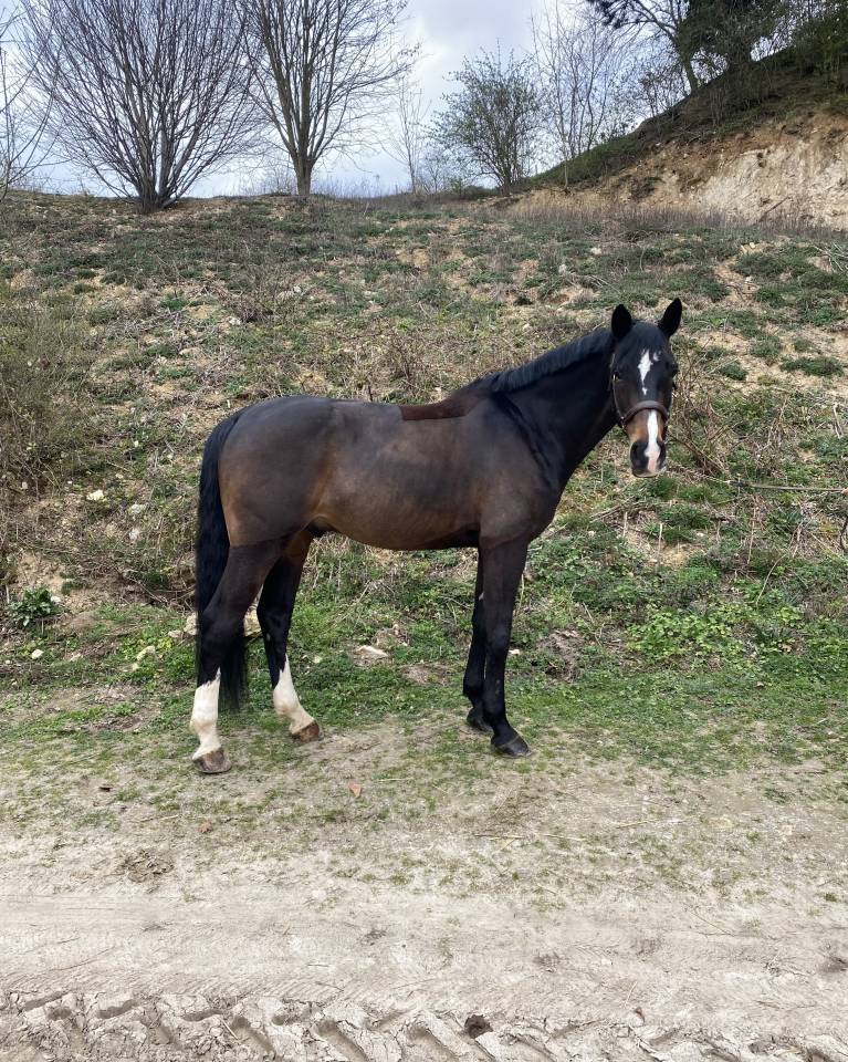 Gelding Zangersheide For sale 2015 Dark Bay