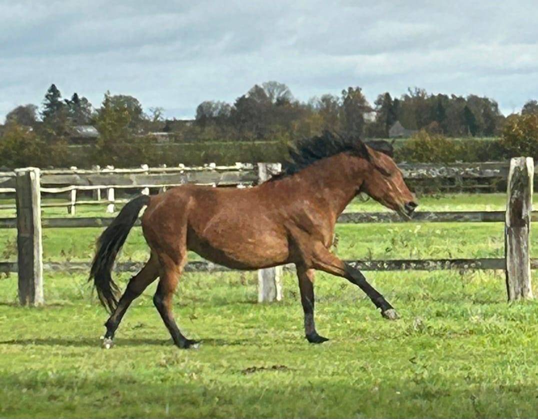 Entire French Saddle Pony For sale 2023 Bay