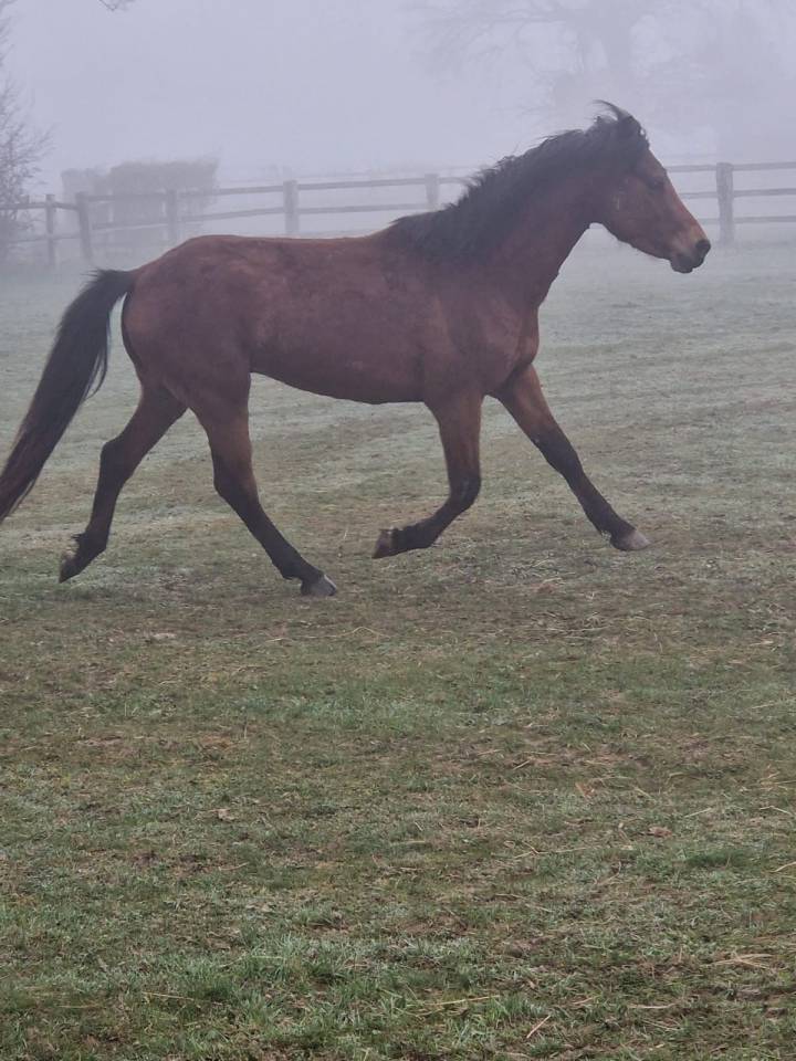 Entire French Saddle Pony For sale 2023 Bay