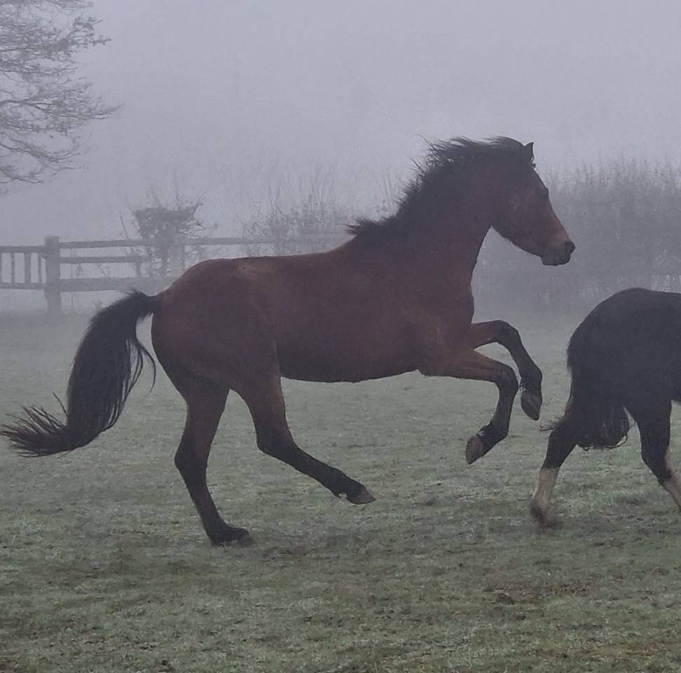 Entire French Saddle Pony For sale 2023 Bay