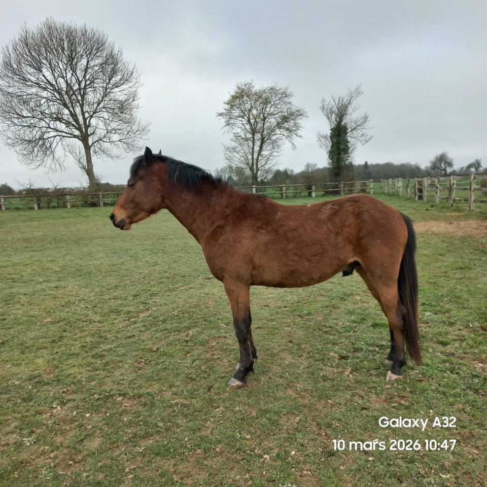 Entire French Saddle Pony For sale 2023 Bay