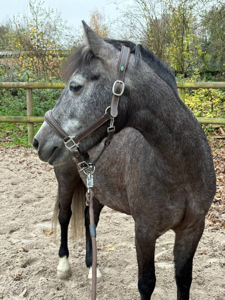 Mare French Saddle Pony For sale 2021 Grey