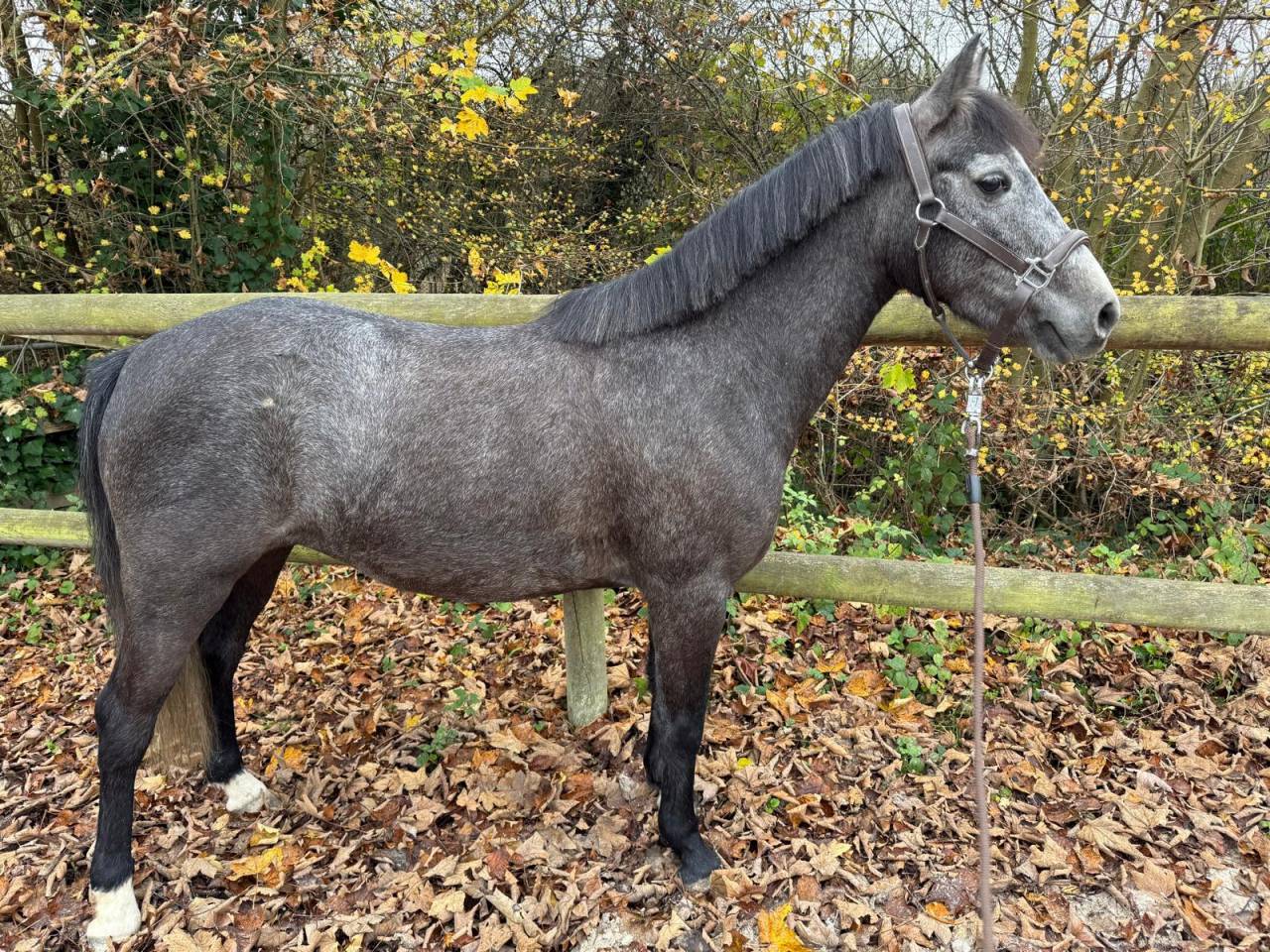 Mare French Saddle Pony For sale 2021 Grey