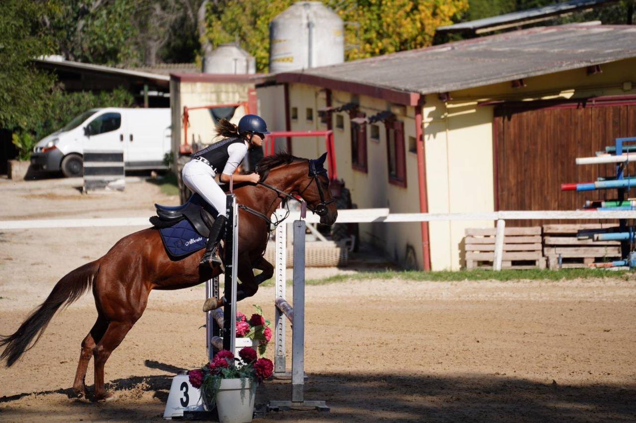 Mare Origin Recorded For sale 2017 Chesnut