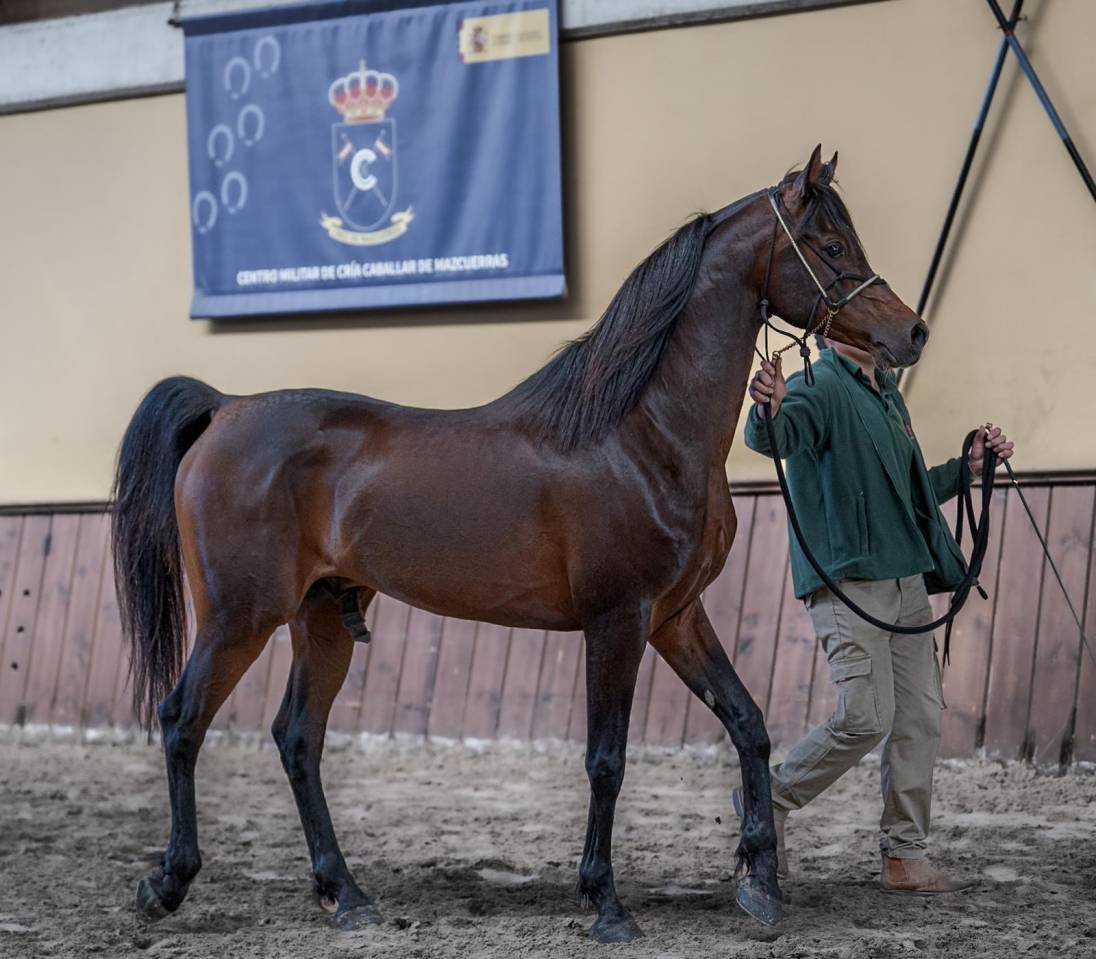 Eminem Mandorlati  - Arabian 2013 by Gai El Jullyen