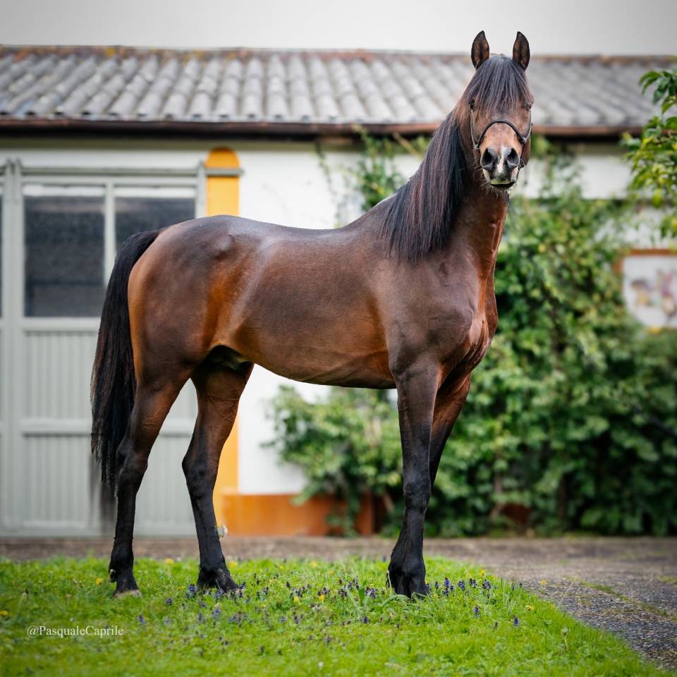 Eminem Mandorlati  - Arabian 2013 by Gai El Jullyen