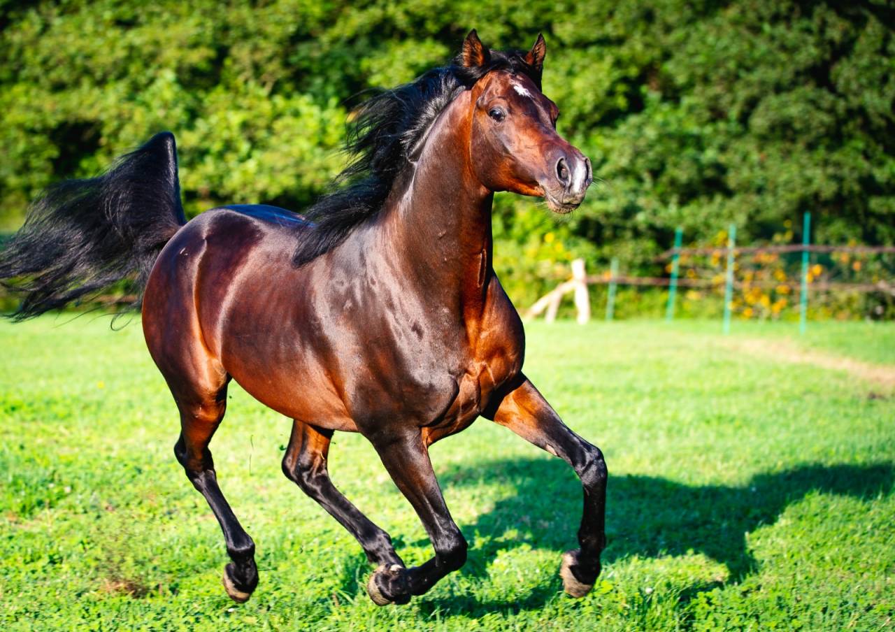 Eminem Mandorlati  - Arabian 2013 by Gai El Jullyen