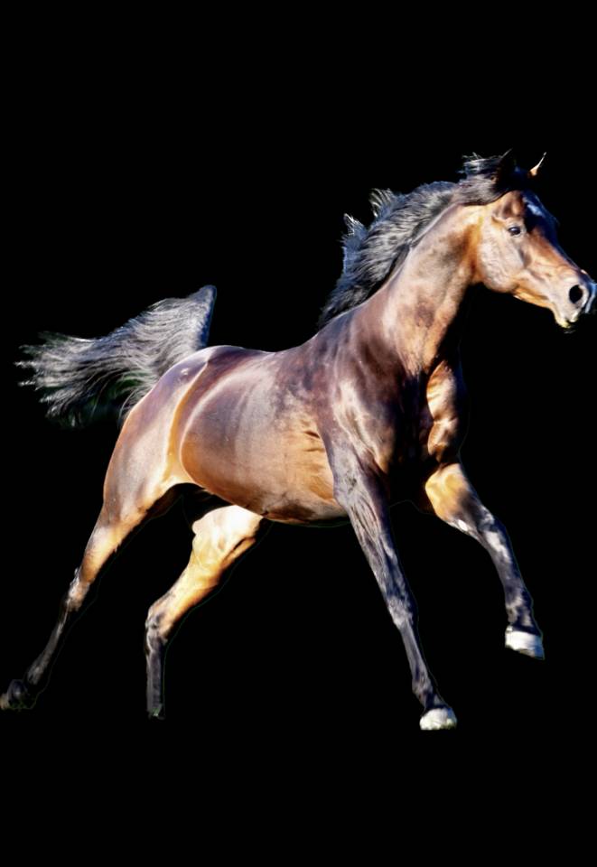 Eminem Mandorlati  - Arabian 2013 by Gai El Jullyen