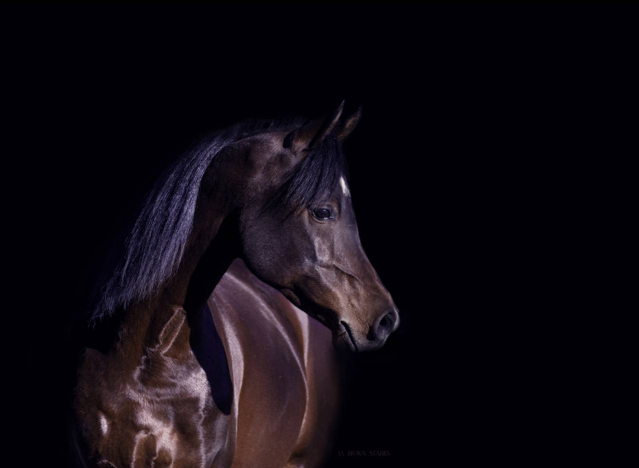 Eminem Mandorlati  - Arabian 2013 by Gai El Jullyen