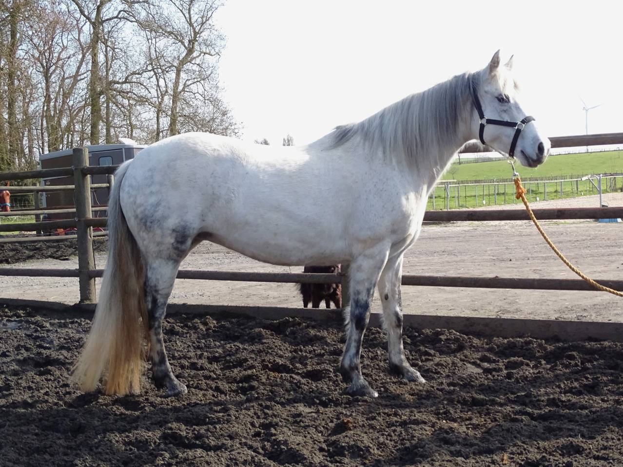 Broodmare Connemara For sale 2012 Grey