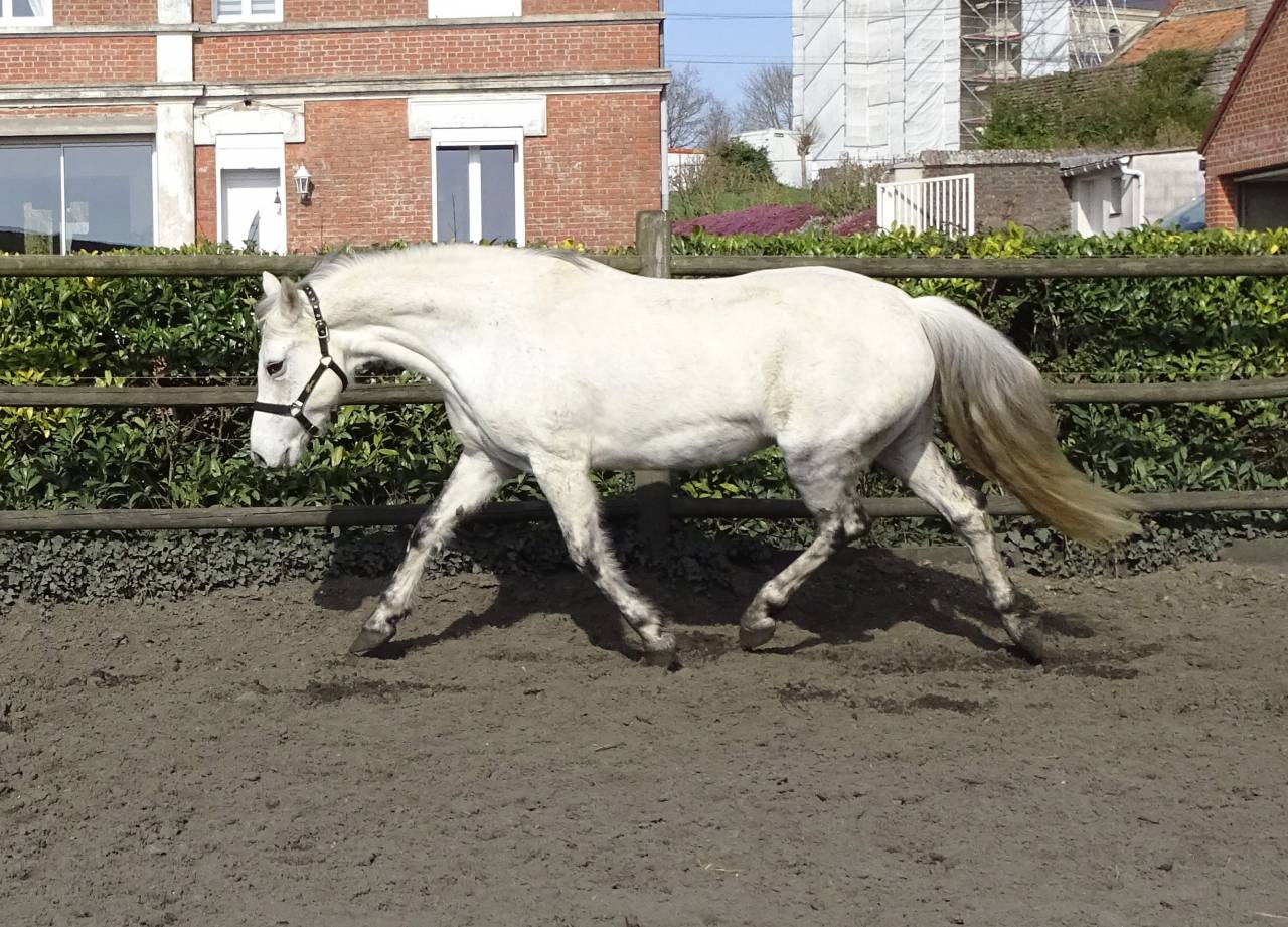 Broodmare Connemara For sale 2012 Grey