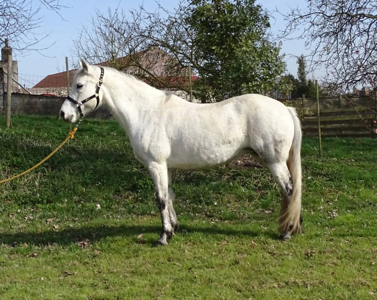 Broodmare Connemara For sale 2012 Grey