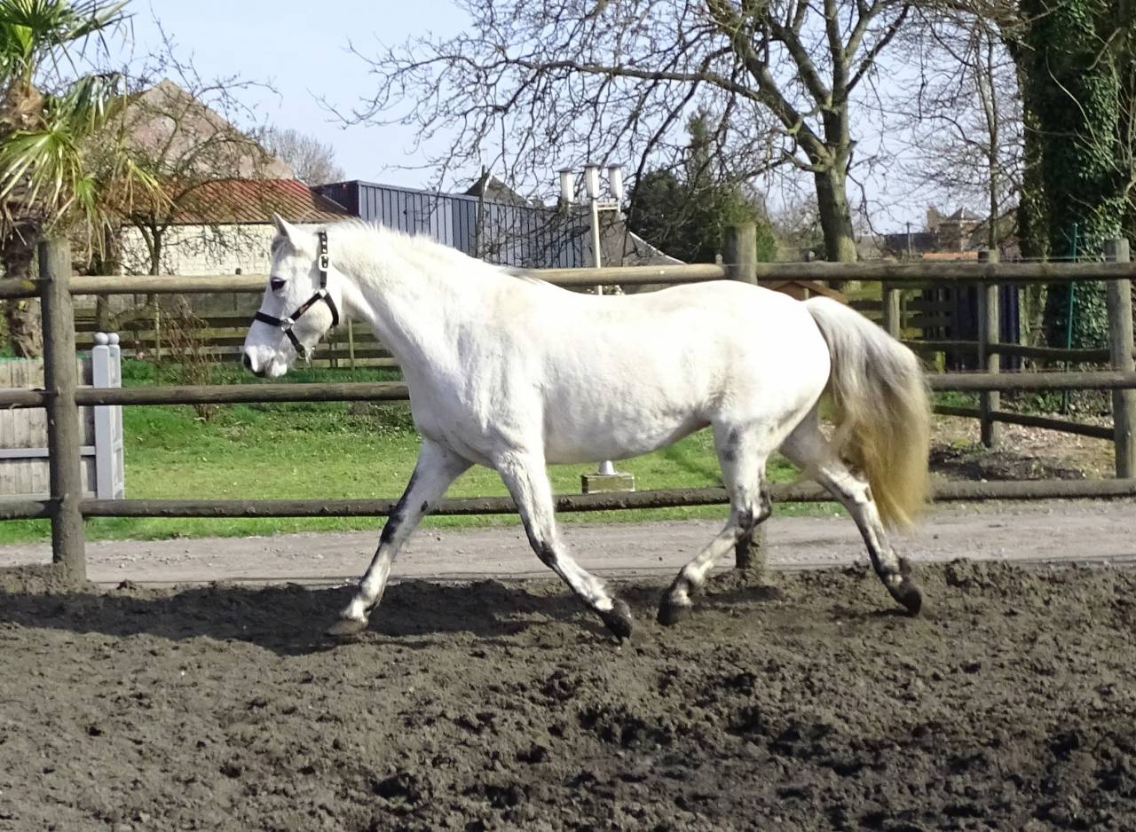Broodmare Connemara For sale 2012 Grey