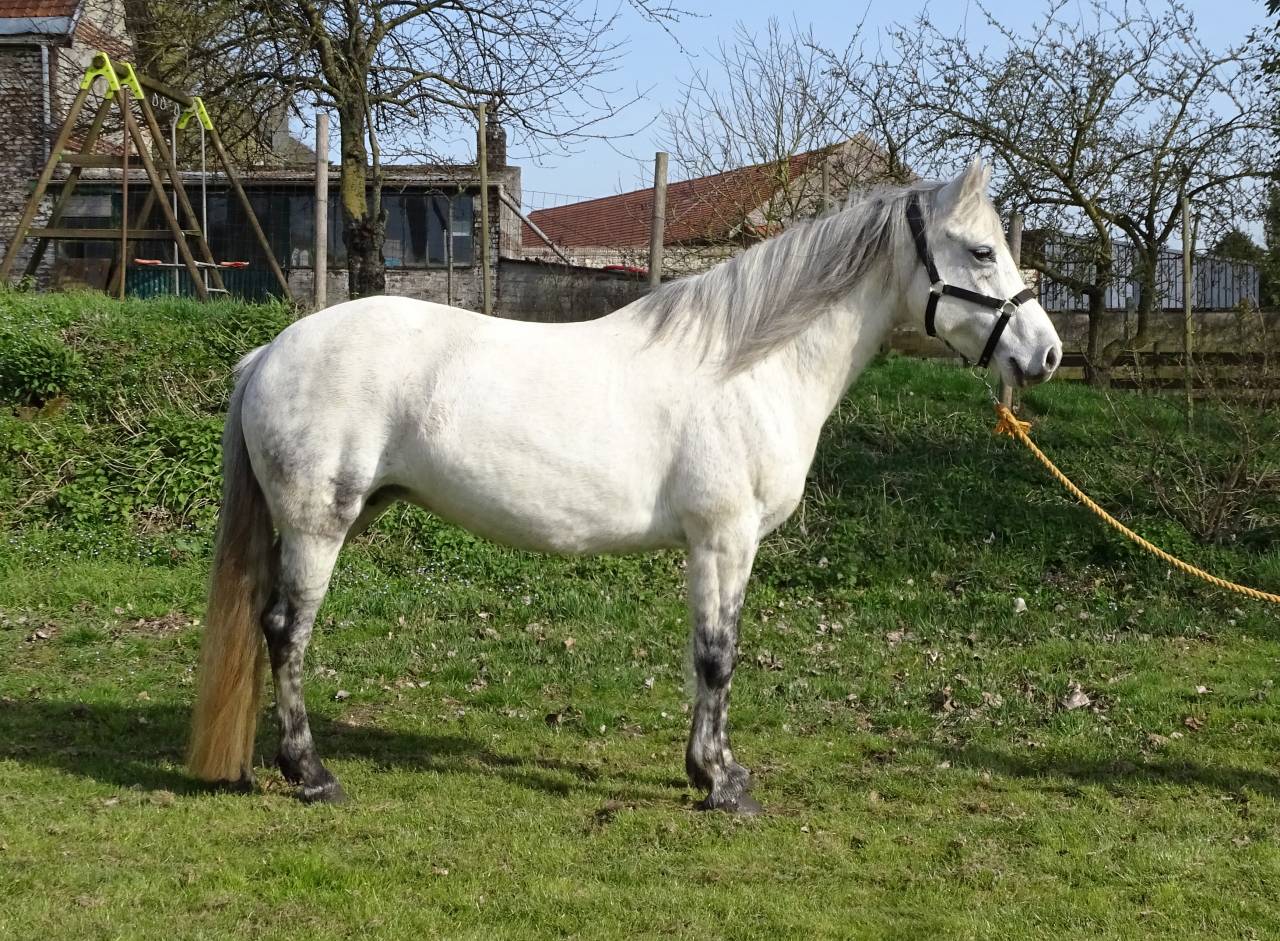 Broodmare Connemara For sale 2012 Grey