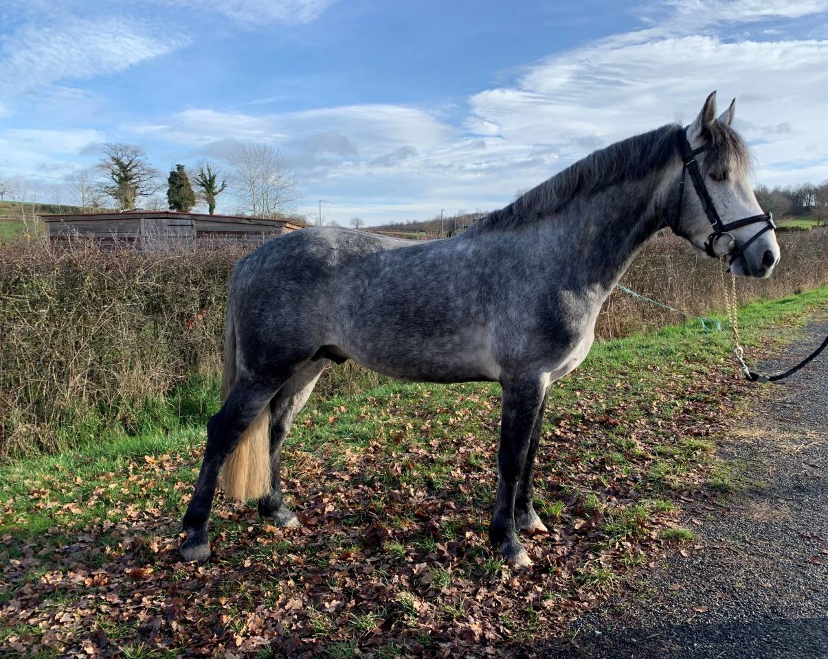 GALION DE MINUIT - Connemara 2016 by GRANIT'BOY PONDI