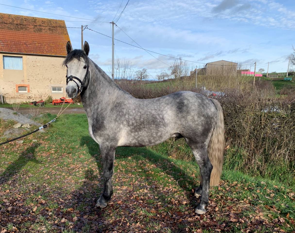 GALION DE MINUIT - Connemara 2016 by GRANIT'BOY PONDI